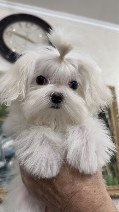 Кукольная малышка мальтезе