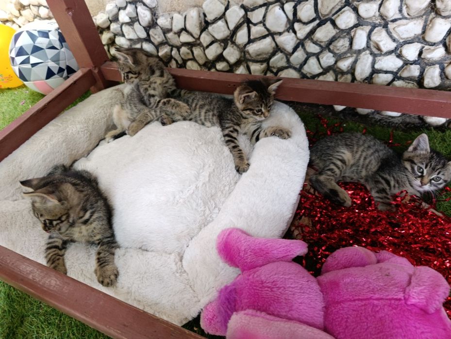 Подарявам малки котенца
