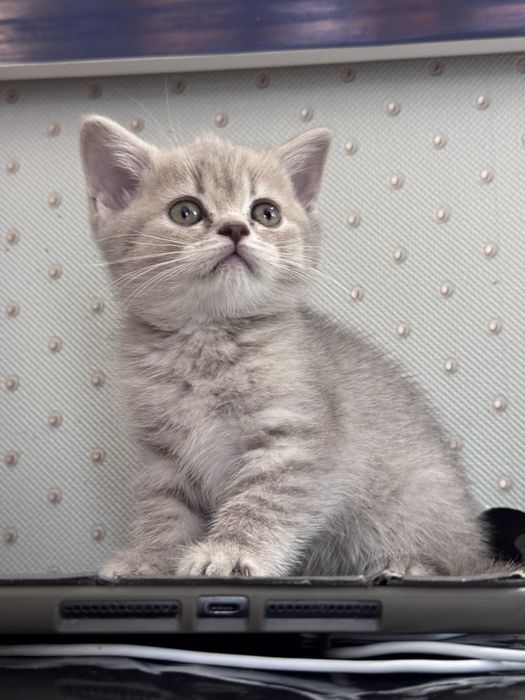 Котята британцы 2 месяца