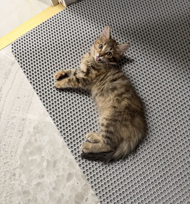 Котенок девочка ищет дом