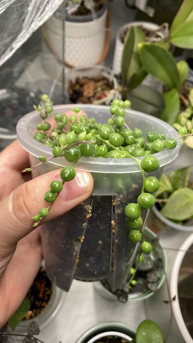 Продам крестовник Роули