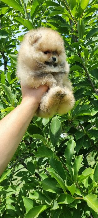 Померан померанче