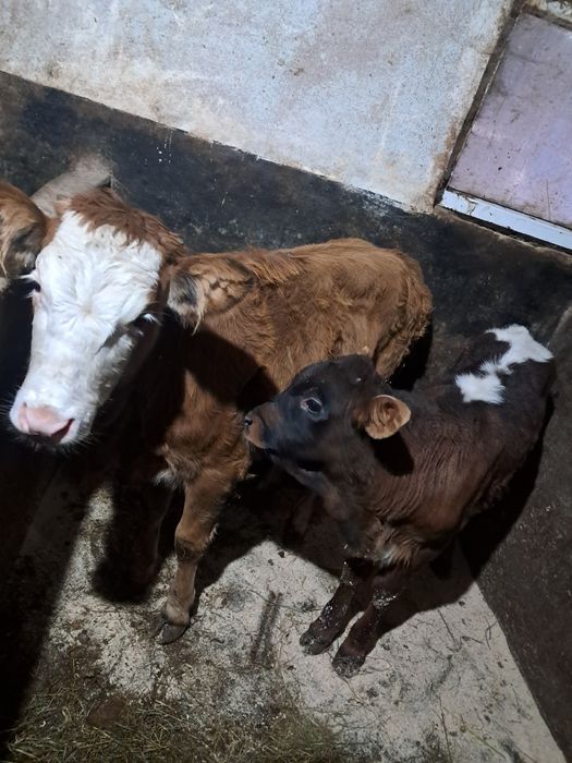 Vând 1 taurasi și o vitica