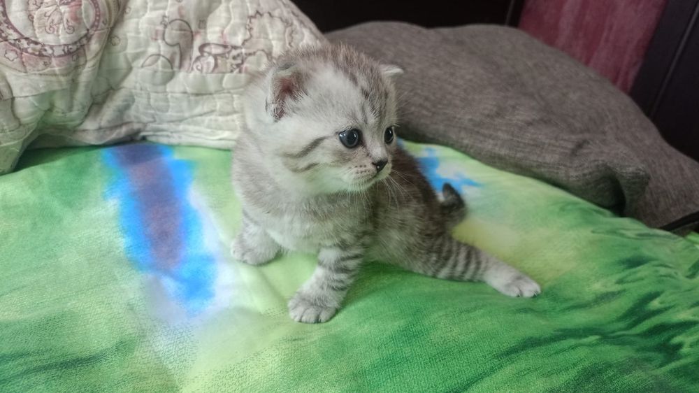 Продам котят скотиш фолд