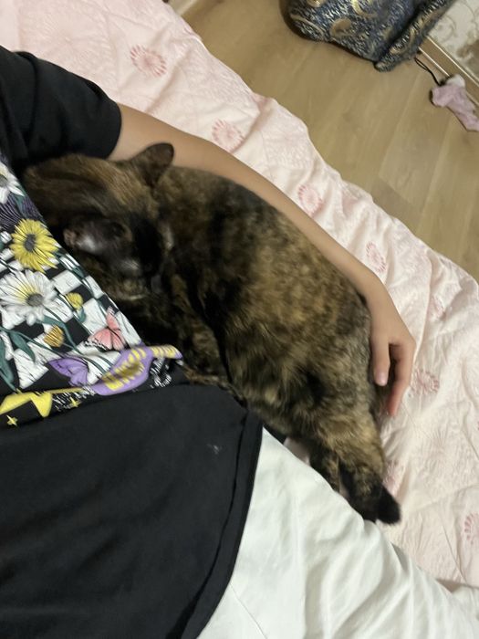 Кошка Маргоша в добрые руки