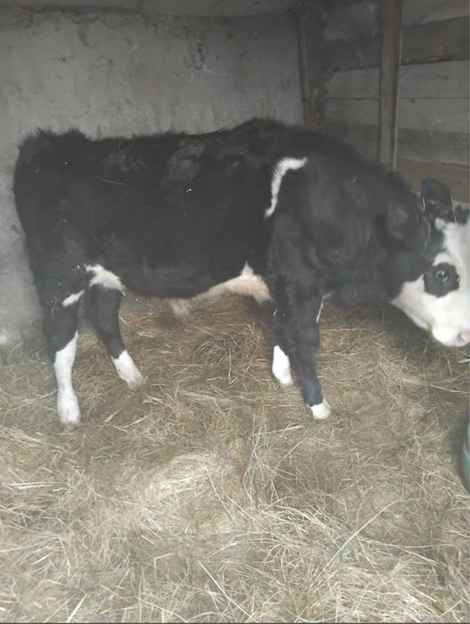 Tauras de 4 luni jumate