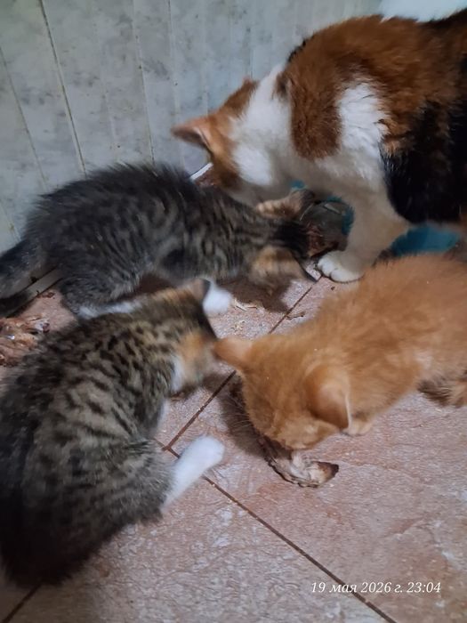 Отдодим котят в хорошие руки