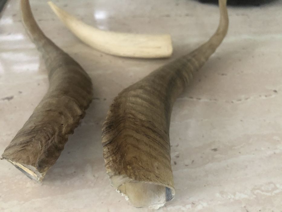 Coarne de berbec set