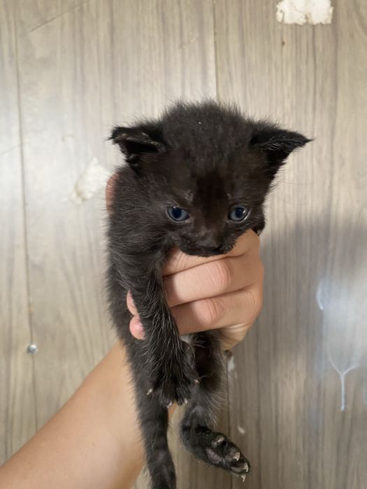 Отдам в хорошие руки