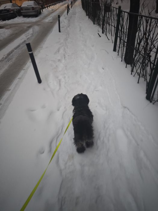 Pet Sitter, Dog walking -vizite la tine acasa, îngrijire la domiciliu