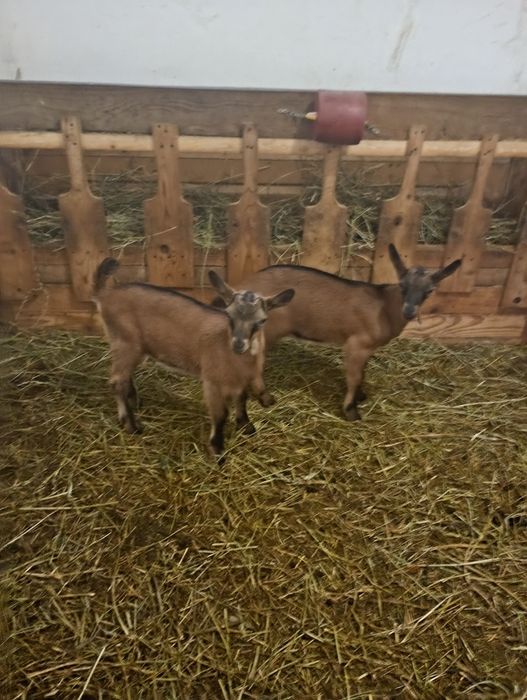 Vând capre alpina franceza