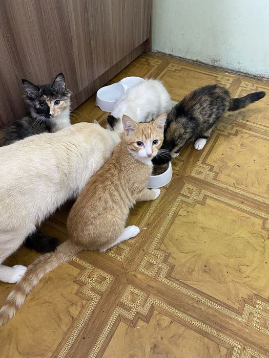Отдам котят в хорошые руки