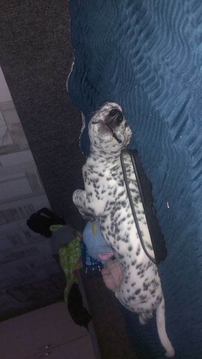 Собака долматинец