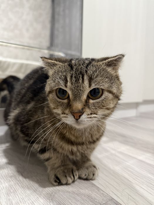 Кошка в добрые руки