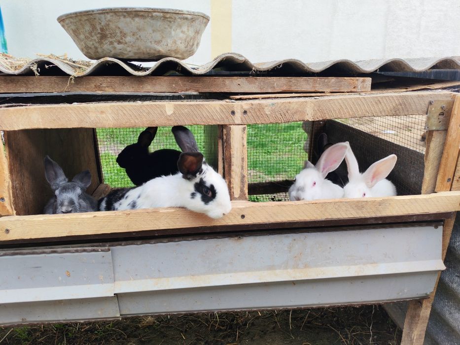 Quyon  sotilad sog'lom  semiz