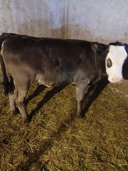 De vânzare două vitele foarte frumoase