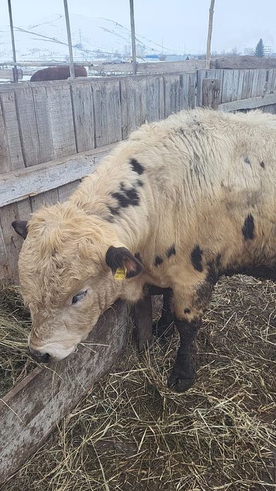 Племенной бык, бұқа