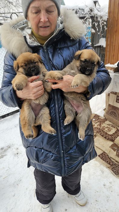 Отдам щенка 2 месяца