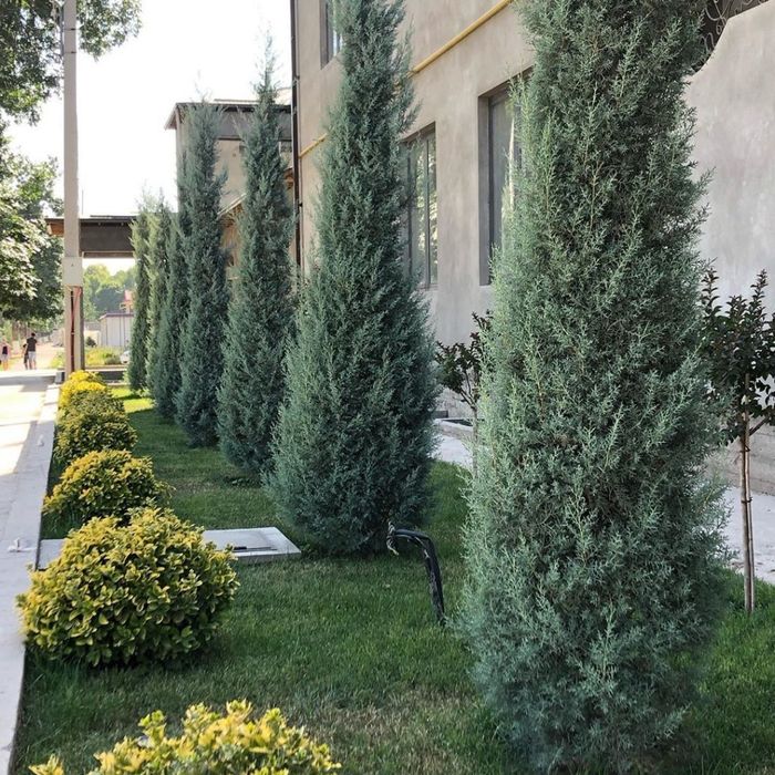 Gazon.Poliv.Lanshaft