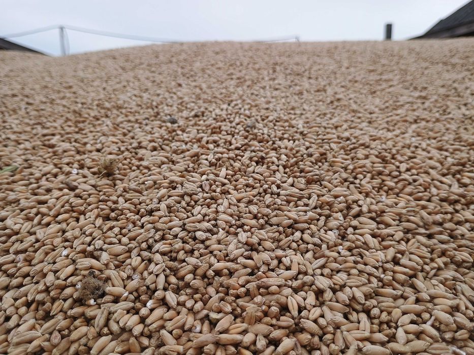 Triticale de vanzare