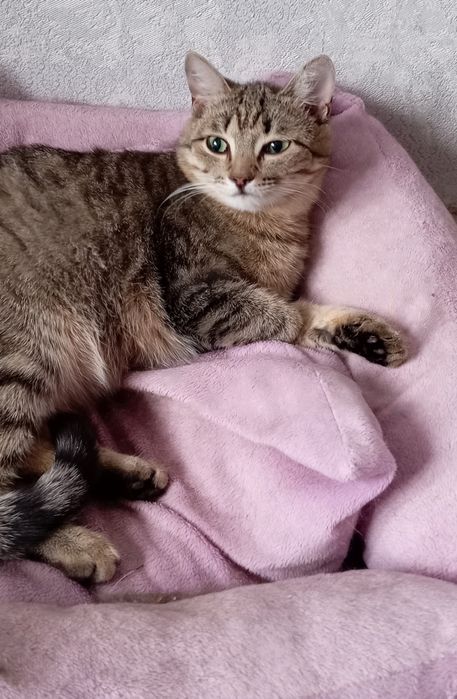 Отдам кошечку в добрые руки