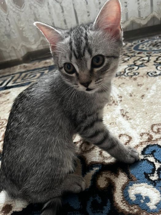 Котенок мальчик в добрые руки