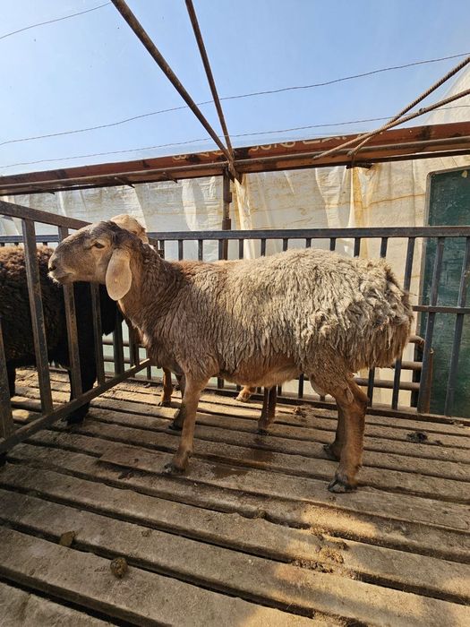 Qirg'iz qo'chqorla sotiladi