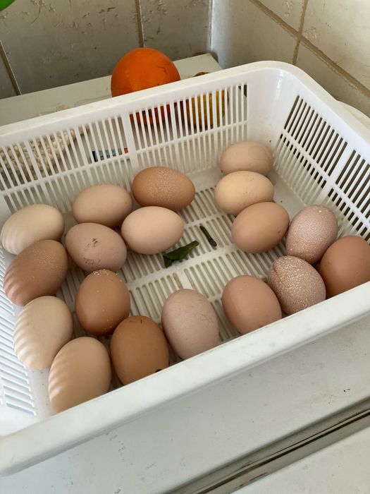 10000 som Tuxumlar sotiladi Qora Shaxzoda Gigant asl zoti