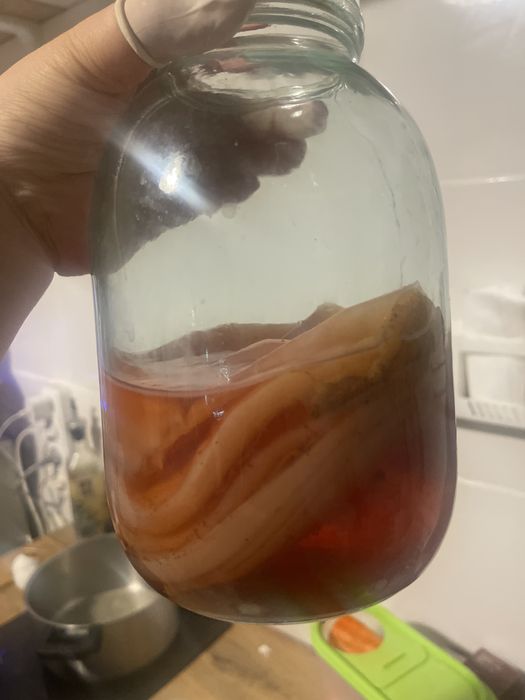 Чайный гриб - комбуча