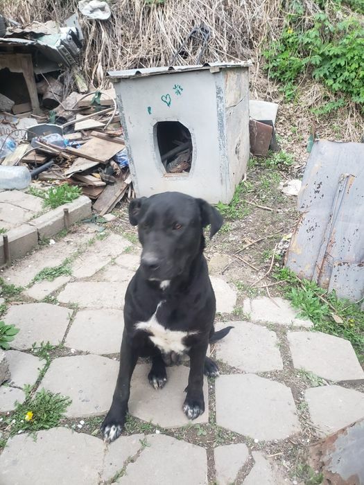 Приму корм в помощь