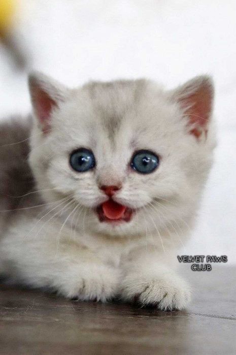 Британский (окрас серебристый шиншилла)