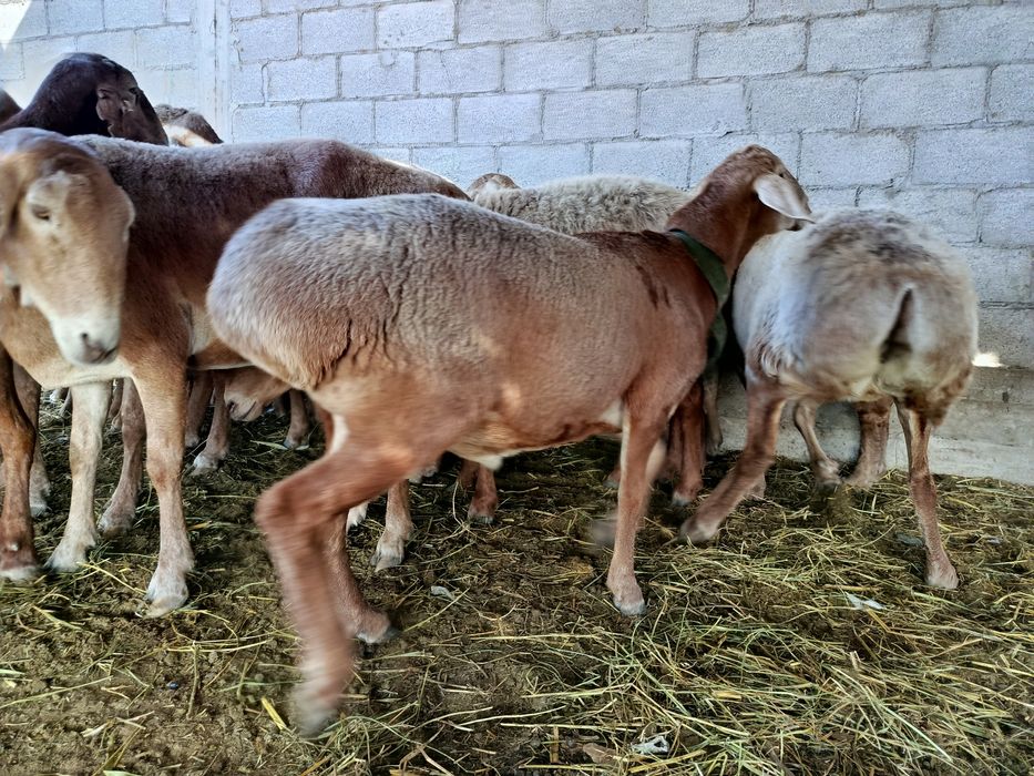 Арашан кошкар 250 мың