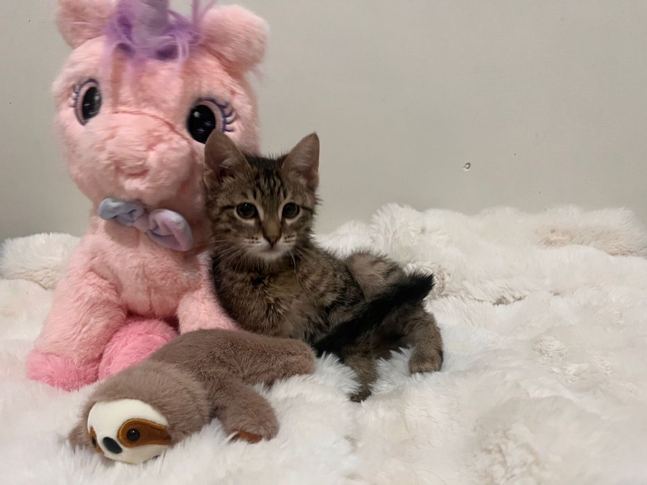 Добрейший котенок в добрые руки