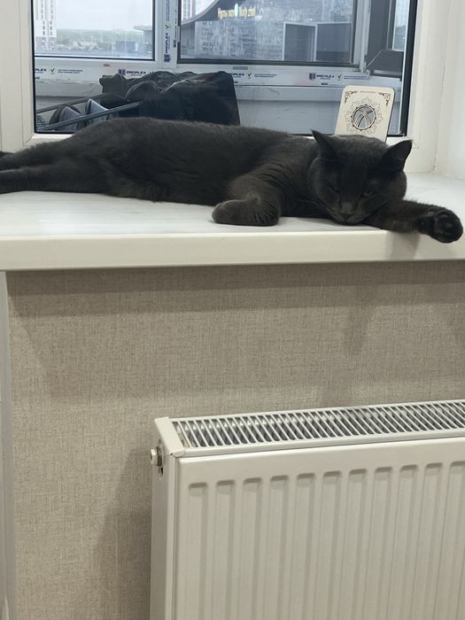 Срочно отдам кота