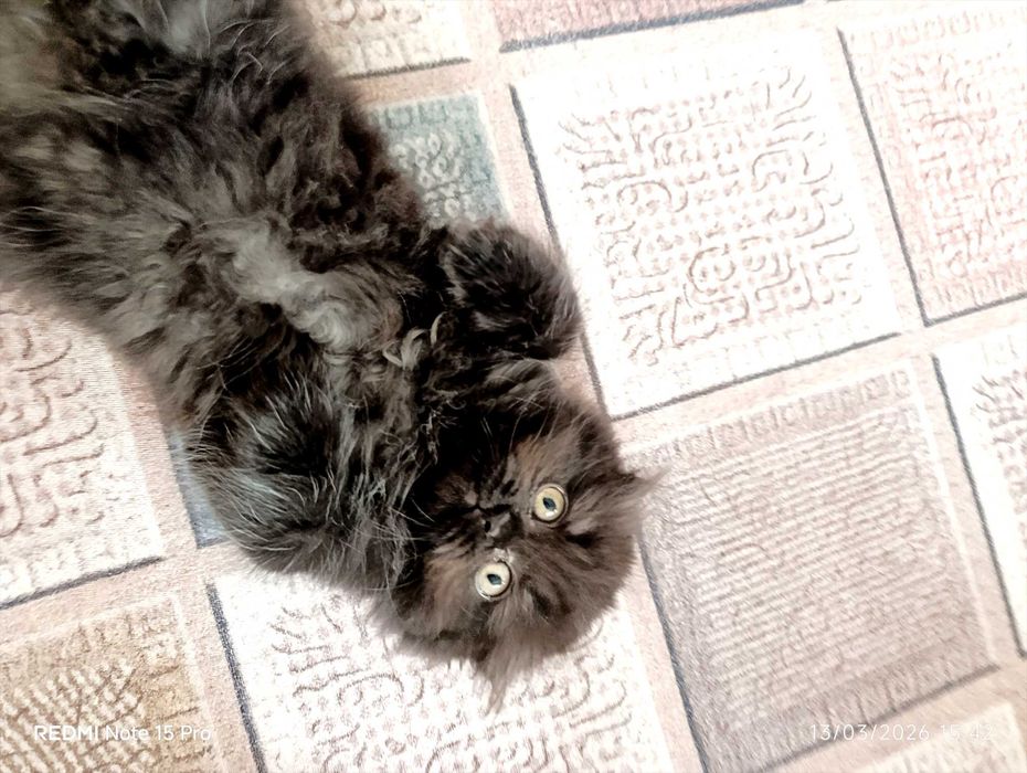 Британски късокосместа и шотлански клепоухи