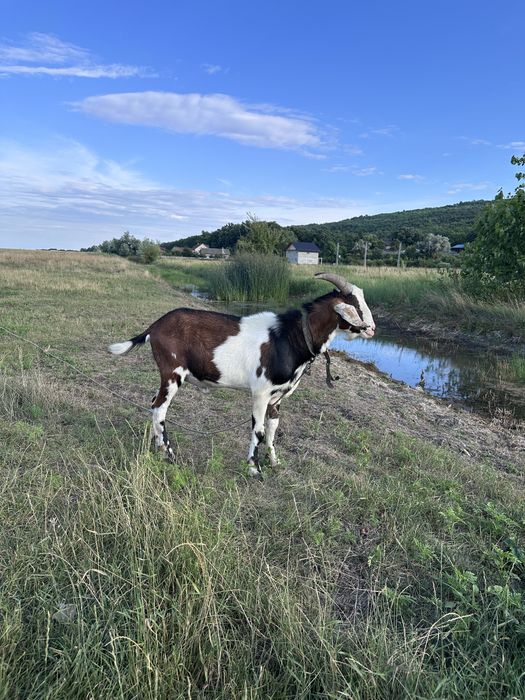 Vand doua capre  de lapte tinere si un țap