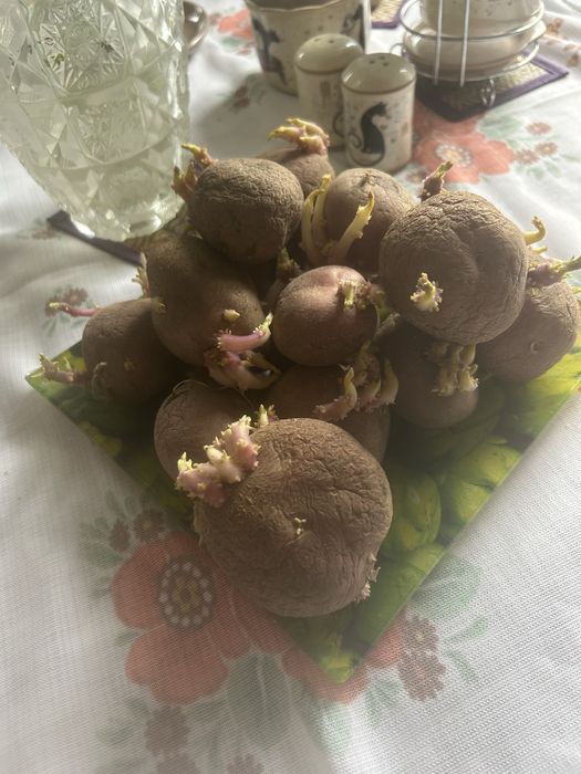 Семена картофеля