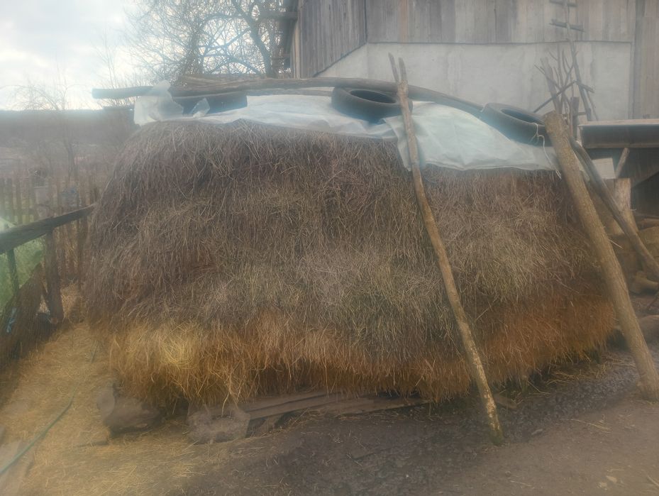 Vind fîn la baloti sau din sācastru