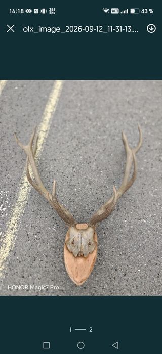 Coarne de cerb trofeu
