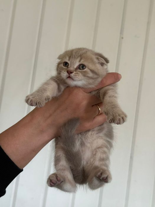 Продам котят, очень милые!