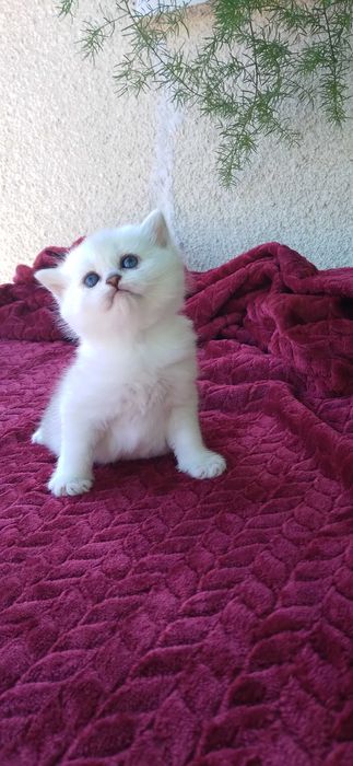 Pui pisica british shorthair chinchila silver rasa pura