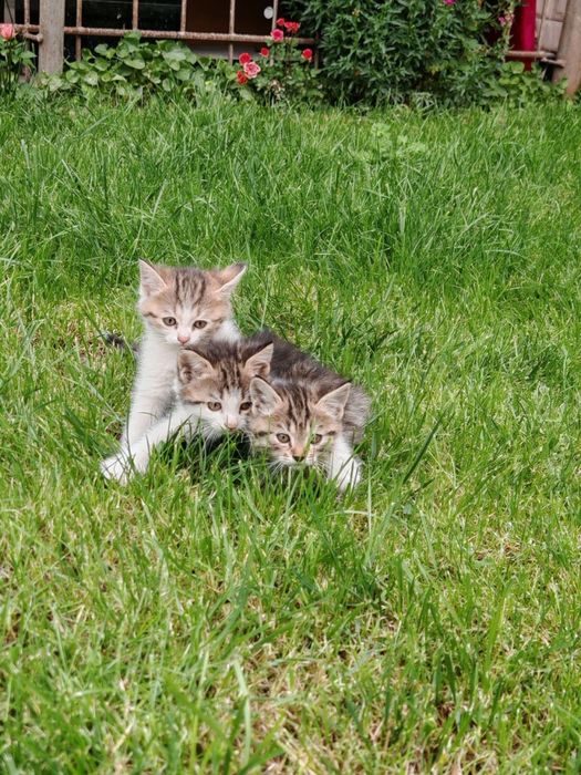 Кошки 3 котенок