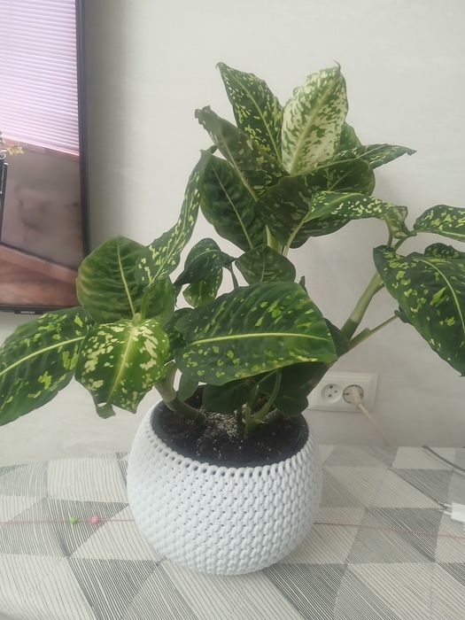 Цветы комнатные для дома и офиса