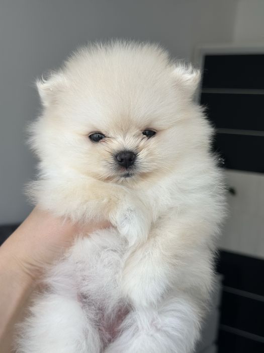 Pomeranian fetita