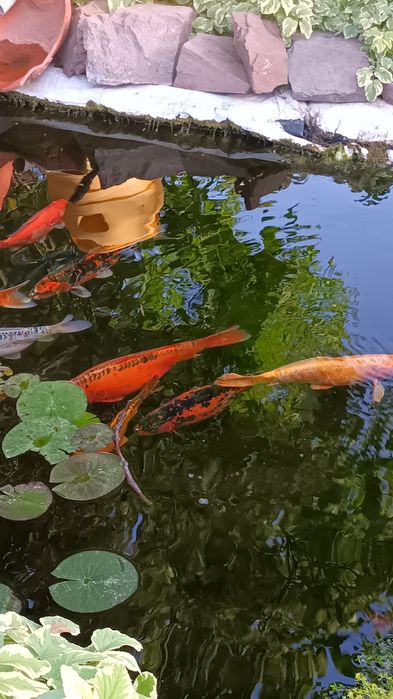 Рыба для пруда, японский карп