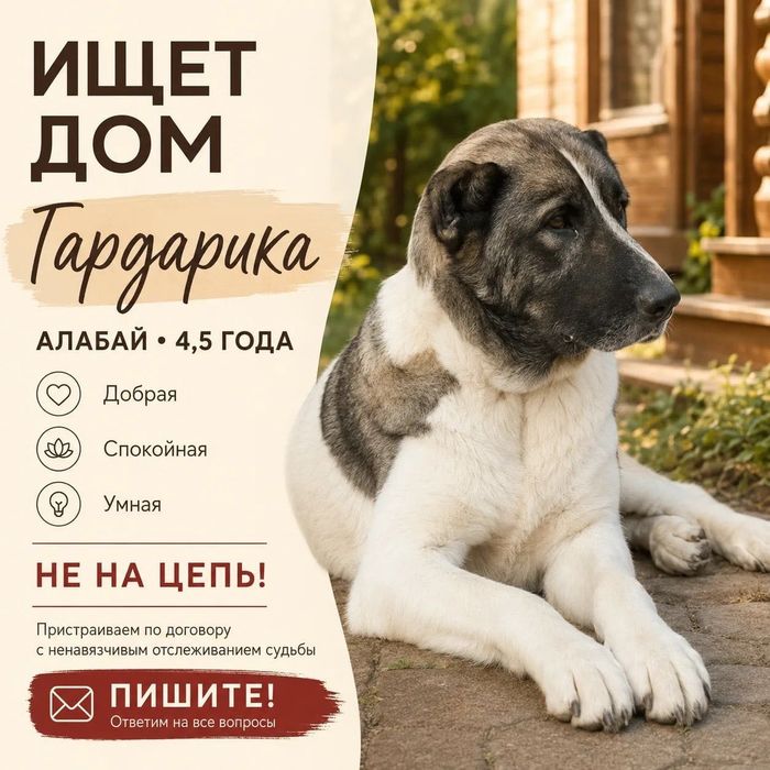 Алабайка метис ищет дом. Девочка, стерилизована.