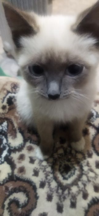 Котята в добрые руки.