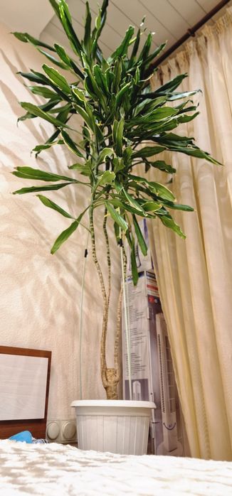 Продам комнатные цветы