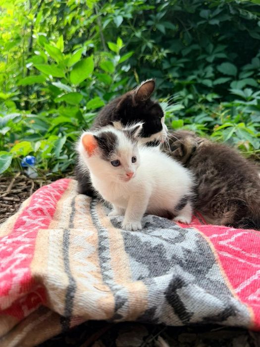 Котята в Добрые Руки!