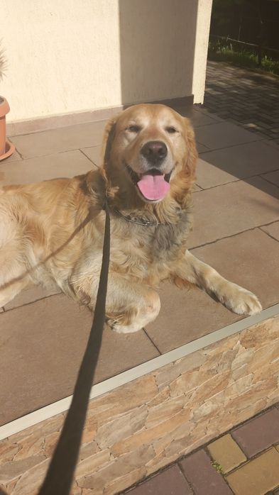 Ofer spre adopție golden retriever.
